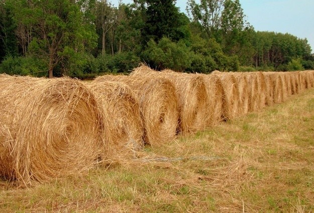 ЭТОЙ ЗИМОЙ В ИРКУТСКОЙ ОБЛАСТИ НЕ ДОЛЖНО БЫТЬ ПРОБЛЕМ С КОРМАМИ ДЛЯ ЖИВОТНЫХ